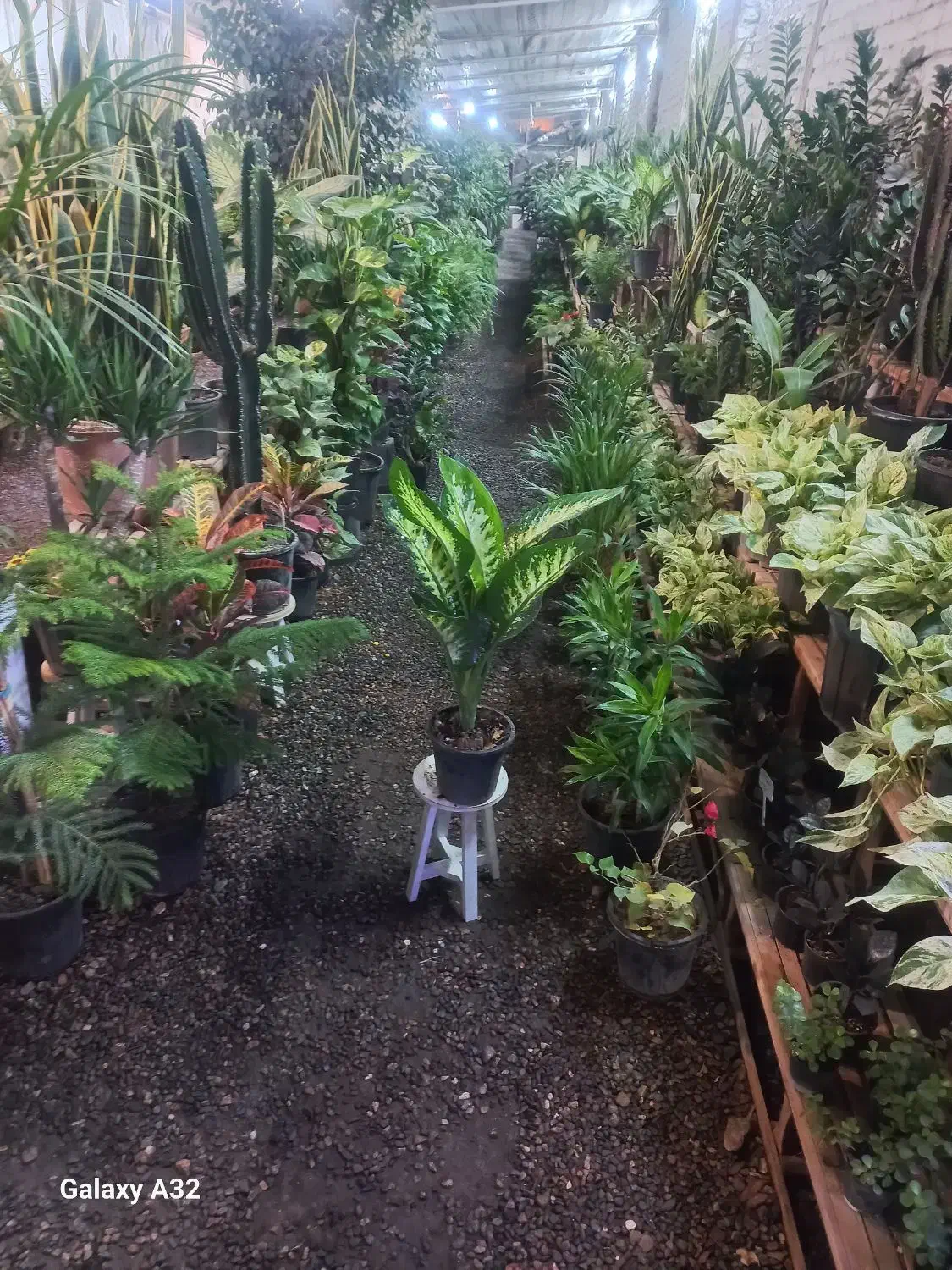 گلهای برگ درشت|گل و گیاه طبیعی|مشهد, حضرت حجت|دیوار