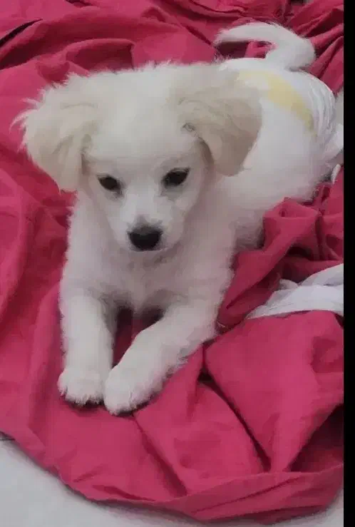 سگ اشپتیز پامر|سگ|کاشان, کشاورز|دیوار