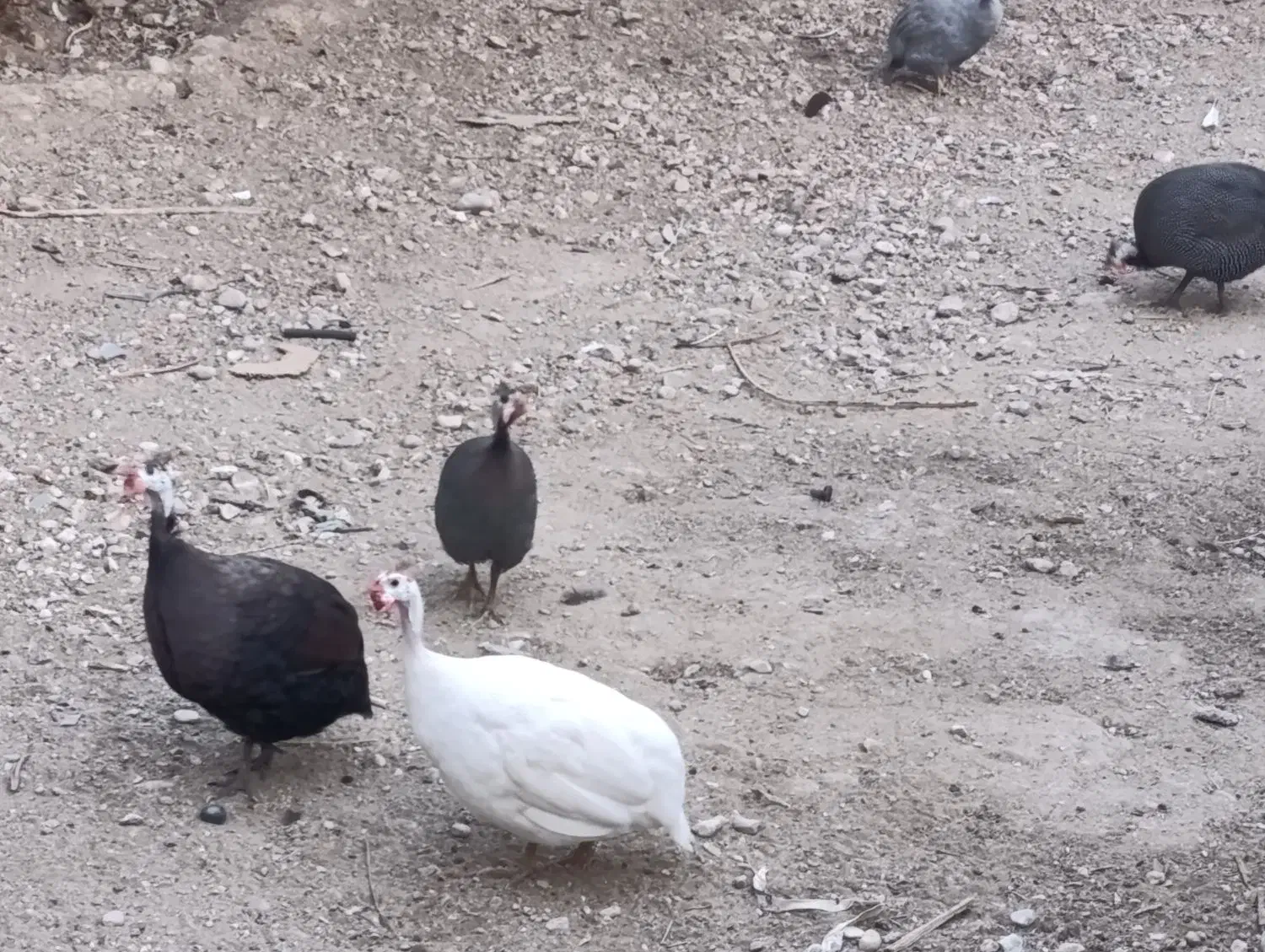 فروش مرغ شاخدار|حیوانات مزرعه|لامرد, |دیوار