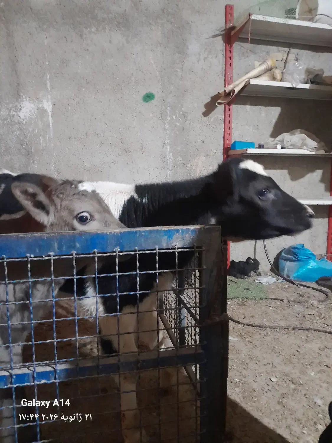 گوساله ماده هلشتاین|حیوانات مزرعه|جوادآباد, |دیوار