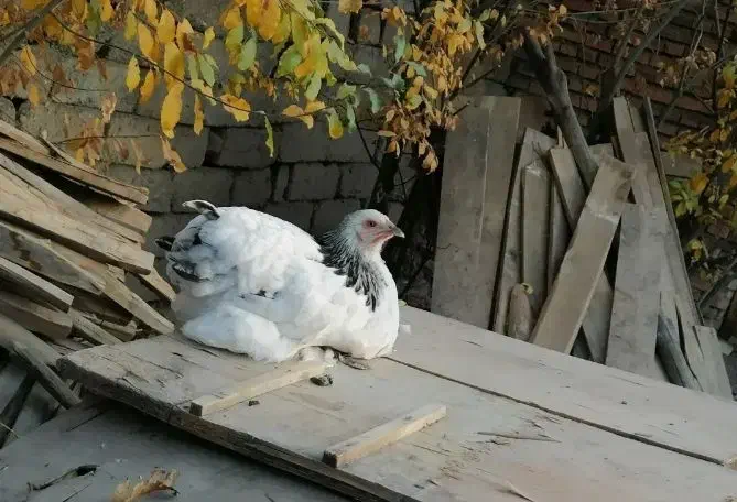 فروش 16 عدد مرغ و خروس برهما ، از نیمچه تا مولد|حیوانات مزرعه|ارومیه, |دیوار