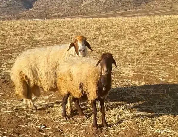 قوچ|حیوانات مزرعه|فیروزآباد, |دیوار