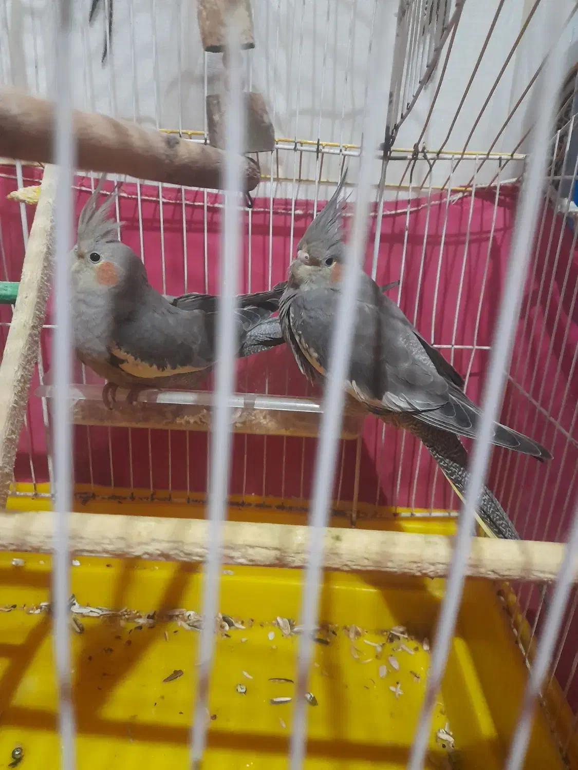 پرنده عروس هلندی ۳ عدد جوجه نر رام و دستی|پرنده|سلمانشهر, |دیوار