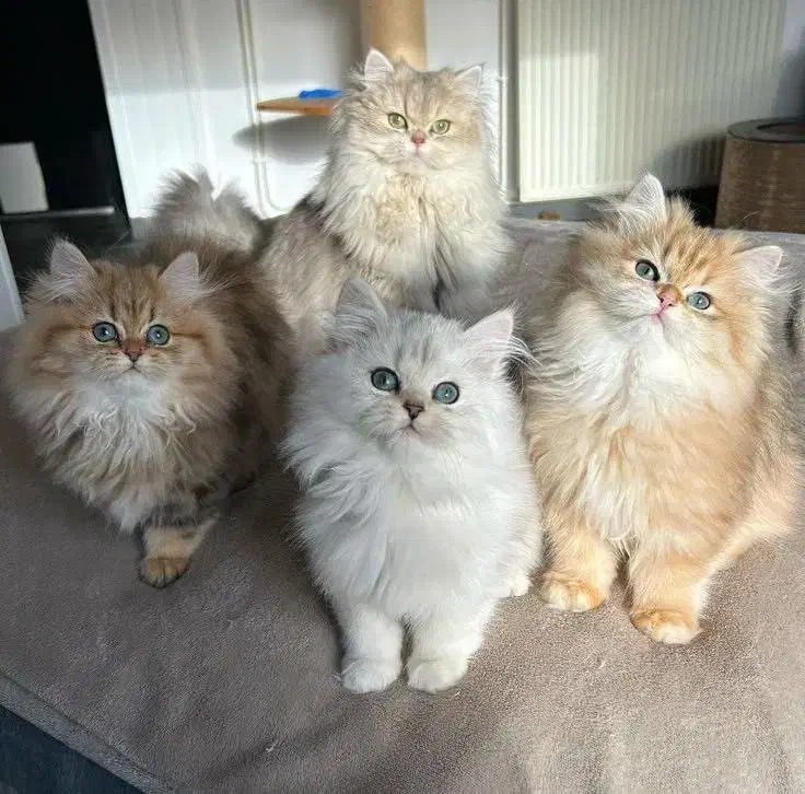 گربه های نژاد دار|گربه|اراک, |دیوار