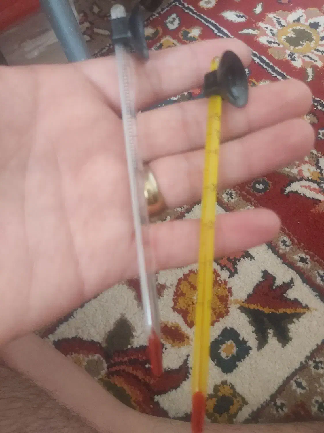 ماهی فایتر هافمون|ماهی|اسلام‌شهر, مطهری|دیوار