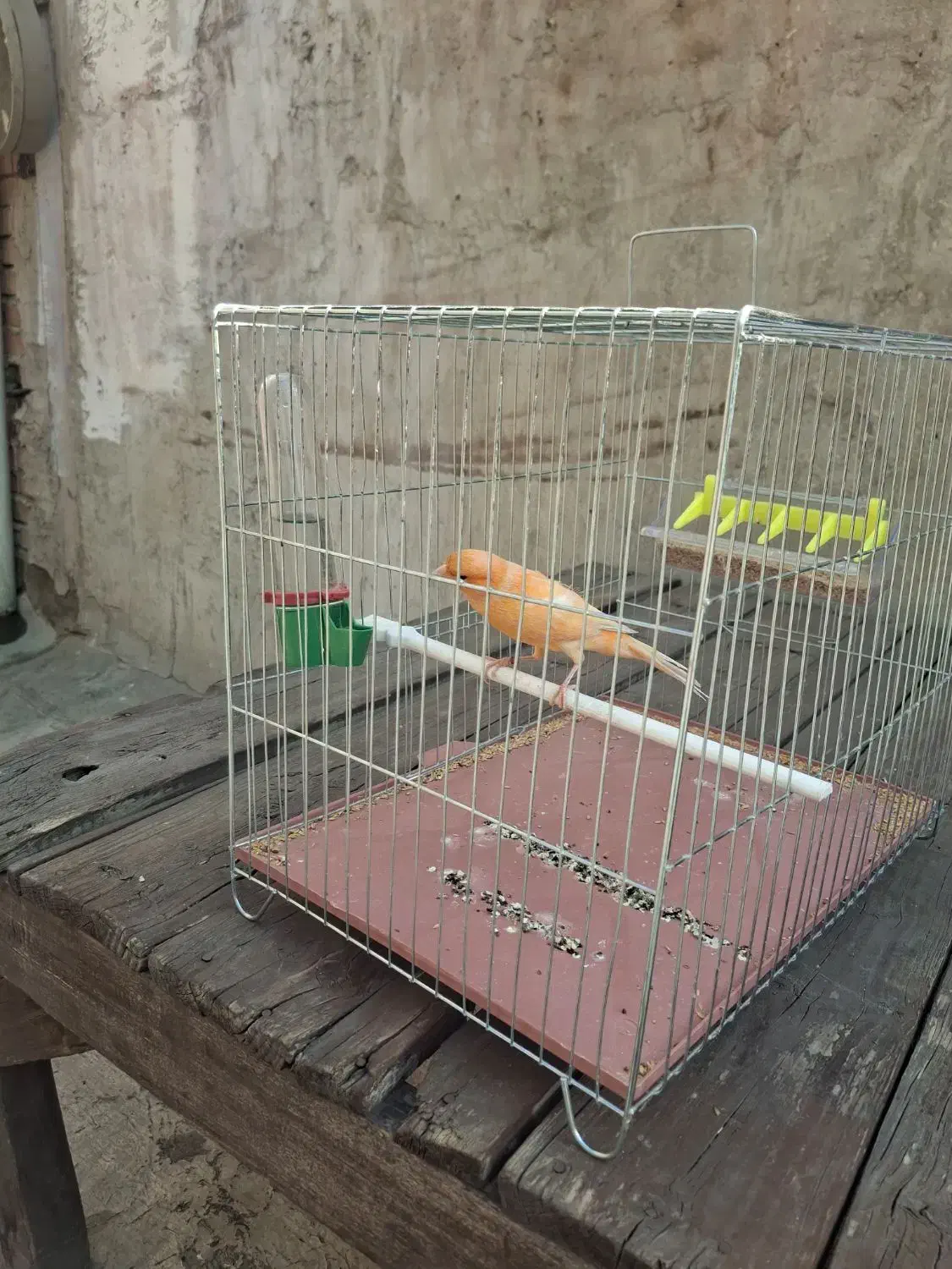 قناری پرتغالی آنتیک|پرنده|چهاردانگه (تهران), |دیوار