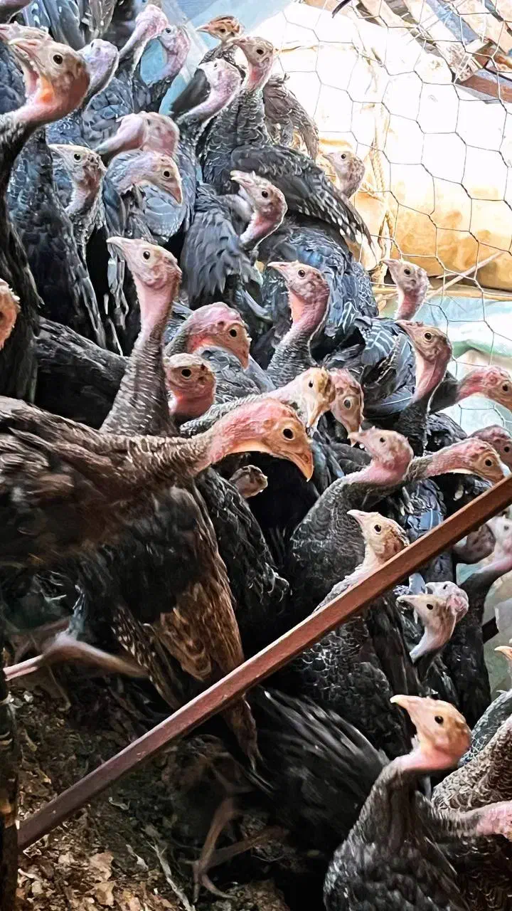 نیمچه بوقلمون دوماهه برنزواکسن خورده کیفیت عالی|حیوانات مزرعه|رشت, تازه آباد|دیوار