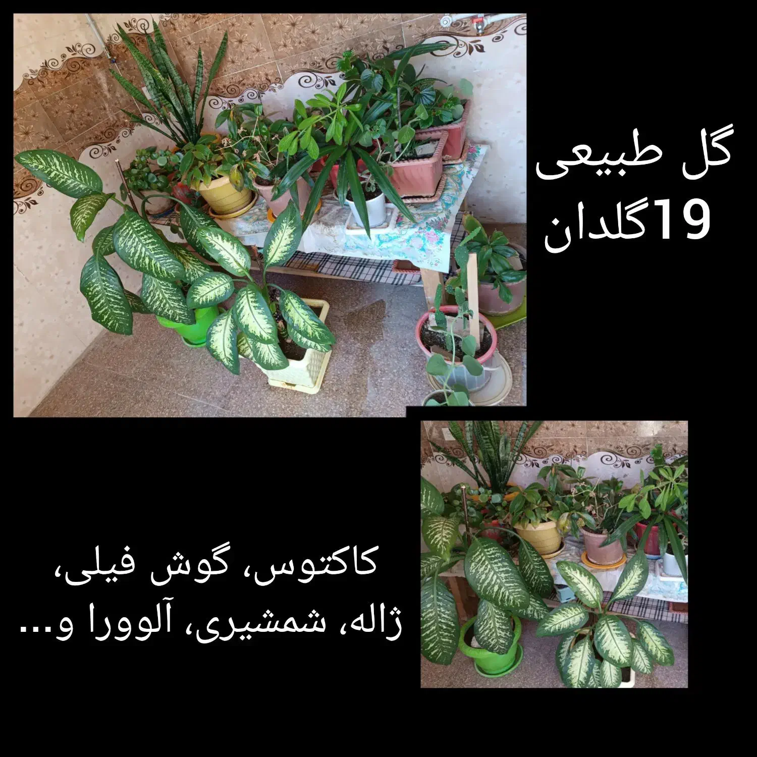 گل و گلدان|گل و گیاه طبیعی|کلاترزان, |دیوار