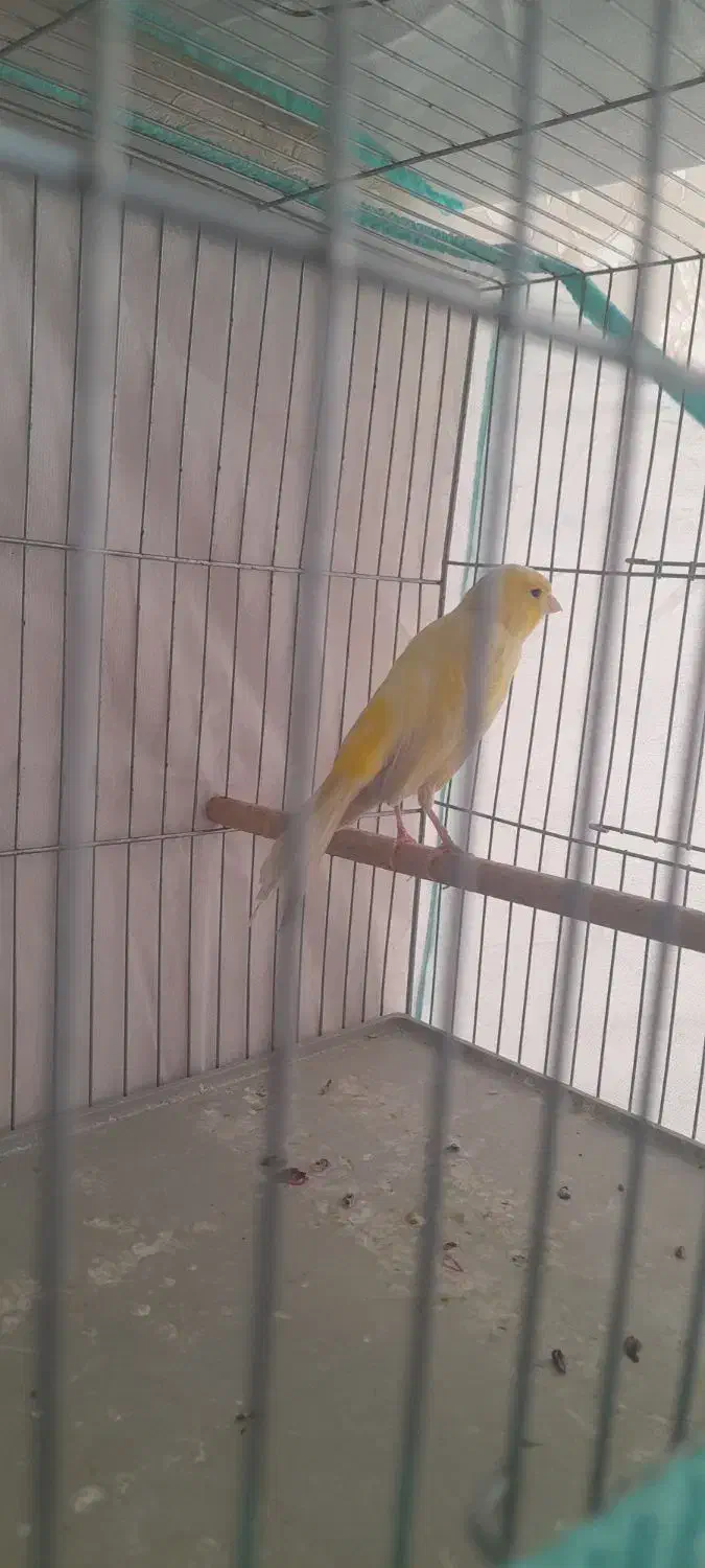 قناری نر و ماده|پرنده|شیراز, کوشک میدان|دیوار