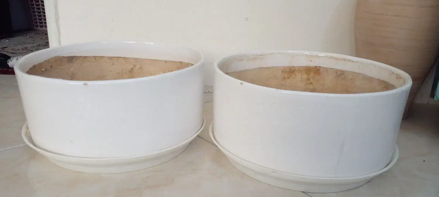 گلدان با زیری|گل و گیاه طبیعی|مشهد, انقلاب|دیوار