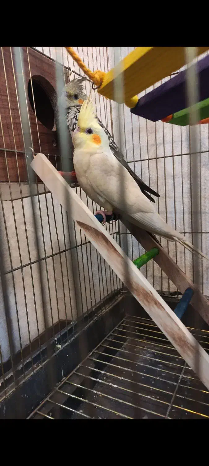 عروس هلندی|پرنده|قدس, شهر‌قدس|دیوار