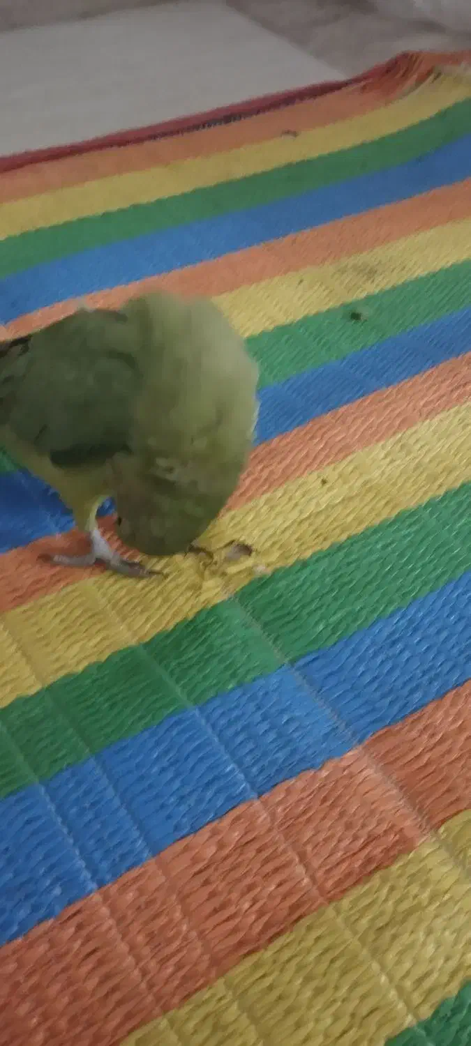 طوطی ملنگو|پرنده|بانه, |دیوار