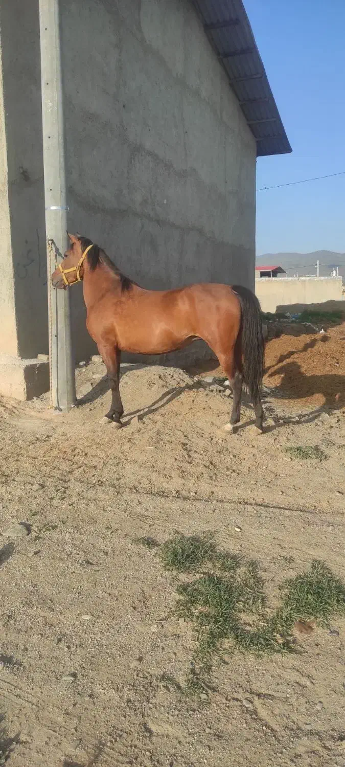 مادیان نژادکرد|اسب و تجهیزات اسب‌سواری|اسدآباد, |دیوار