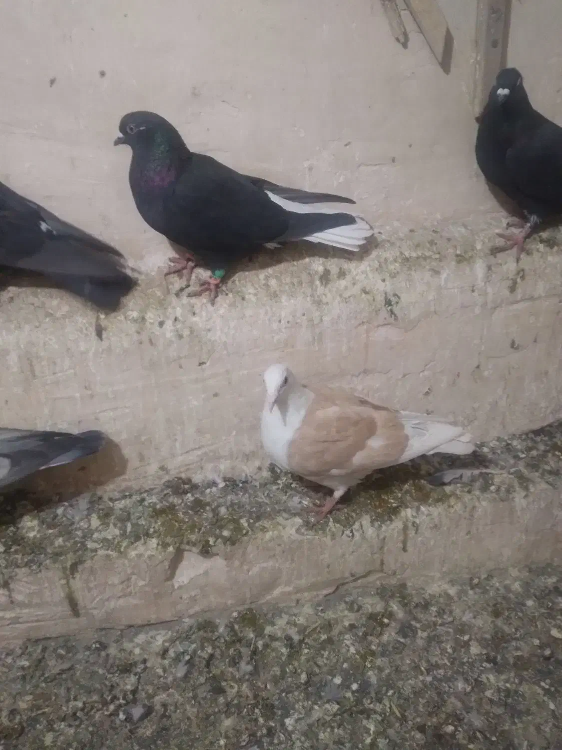 کفتر گرفتنی کویتی زرد وکویتی اتشی|پرنده|تربتحیدریه, ترمینال|دیوار