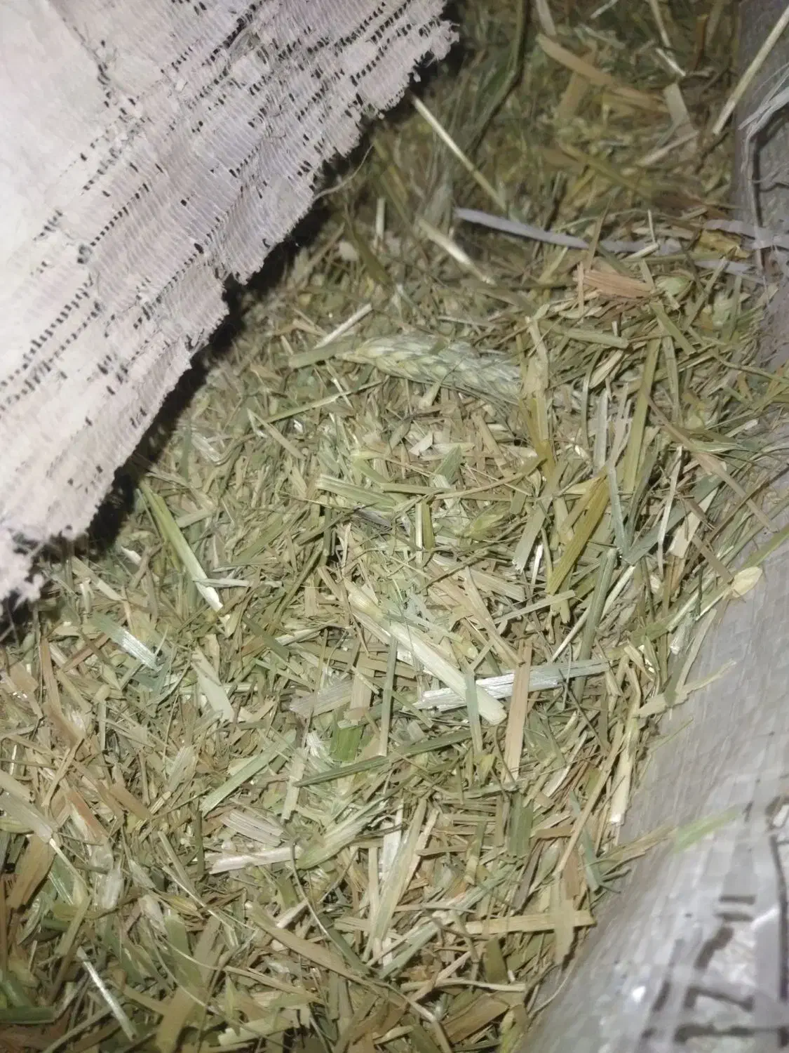 کاه سفید|لوازم جانبی حیوانات|لردگان, |دیوار