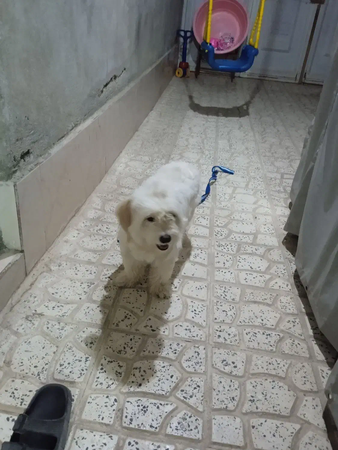 سگ پاکوتاه اسم برفی نژاد شیتوزو|سگ|پاکدشت, حصار امیر|دیوار