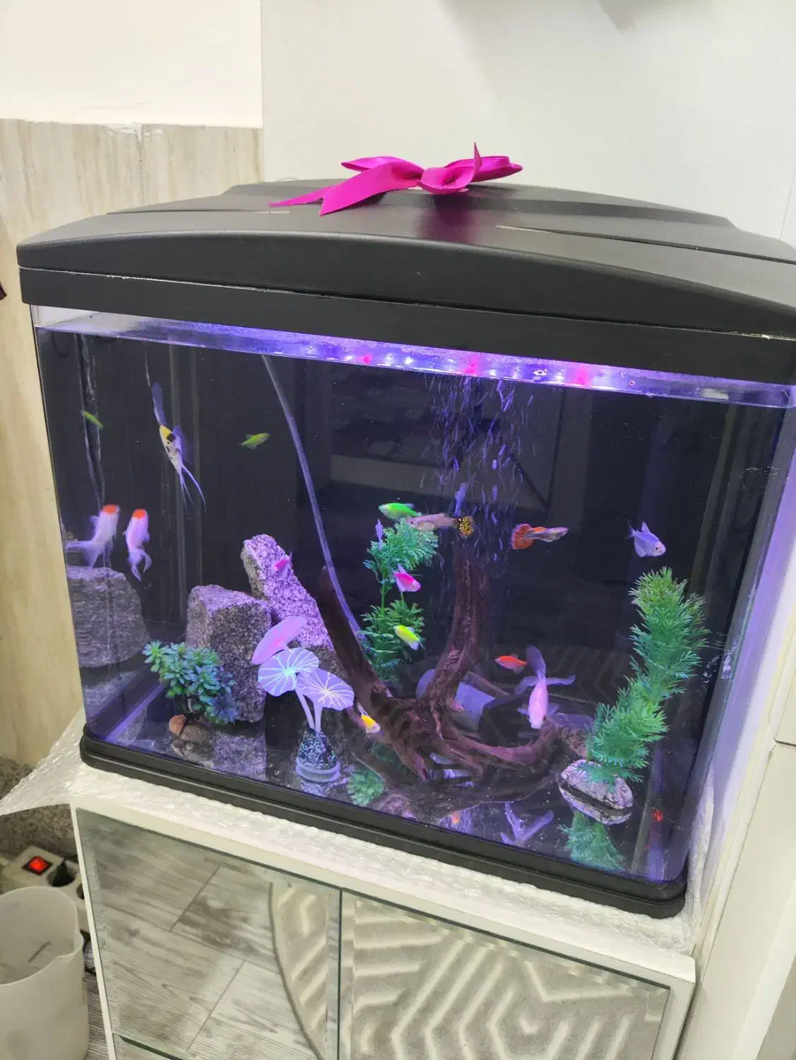 آکواریوم ma24 ماهیران|ماهی|مشهد, فاطمیه|دیوار