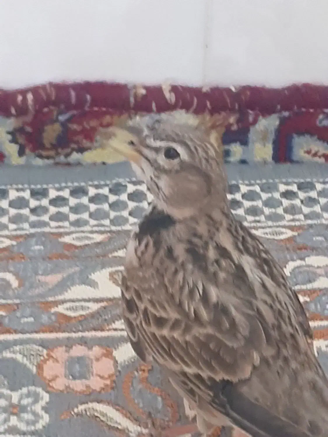 سهره رام|پرنده|بروجرد, |دیوار