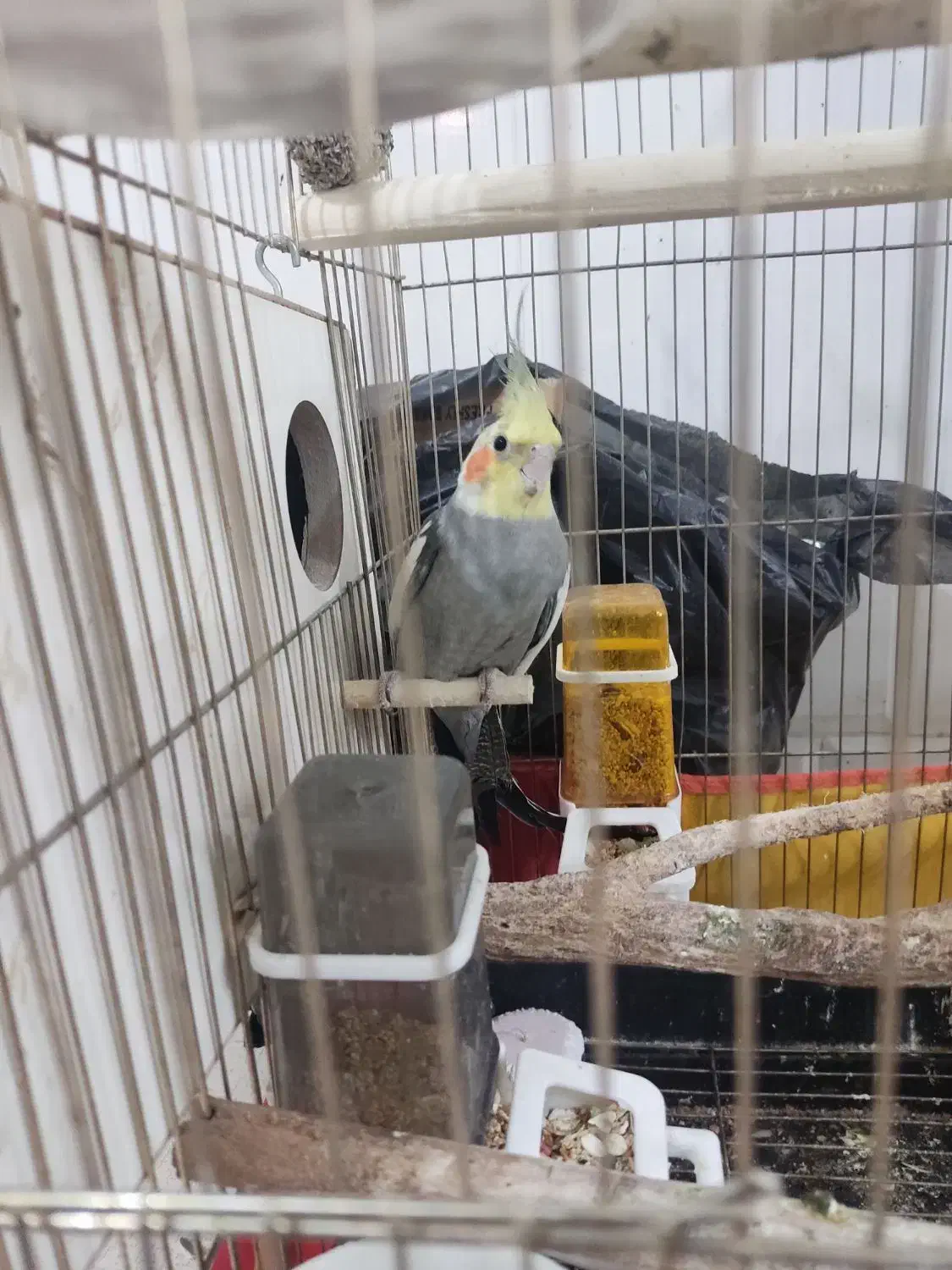 عروس هلندی مولد دستی|پرنده|قم, نخودی|دیوار