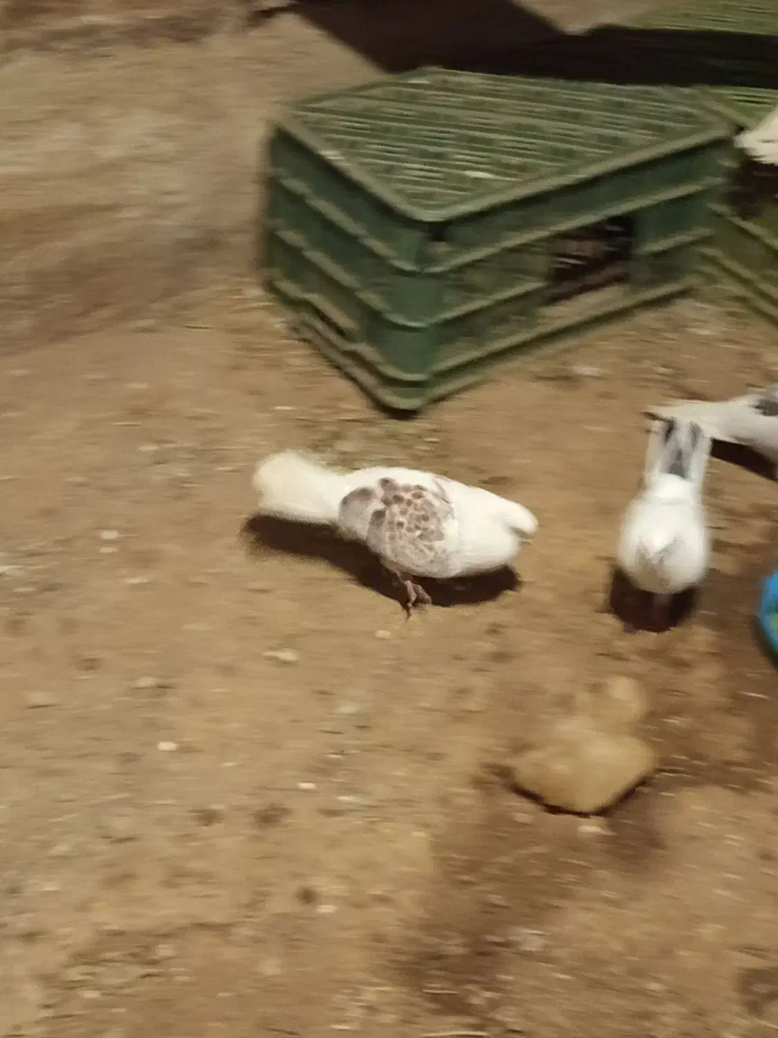 کبوتر رنگی وپرشی|پرنده|باغ حلی, |دیوار