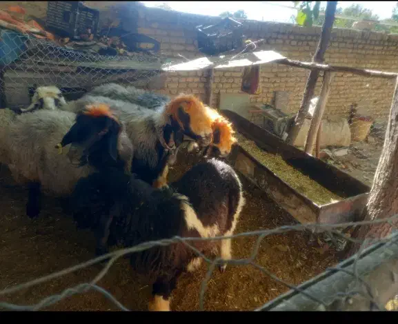 ۳تا میش بختیاری|حیوانات مزرعه|بابا حیدر, |دیوار