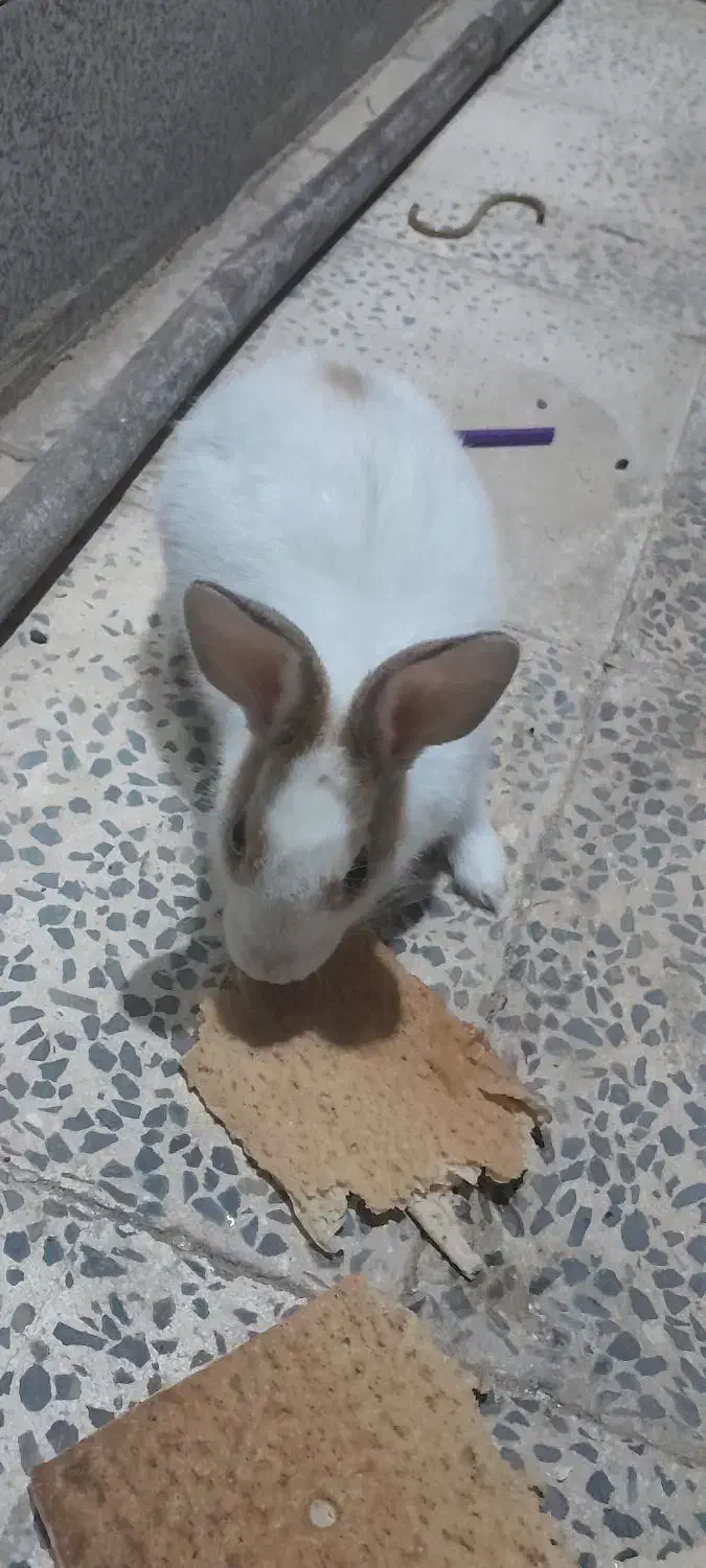 خرگوش|موش و خرگوش|خرم‌آباد, |دیوار