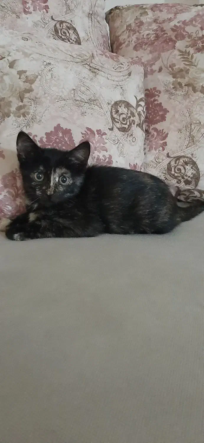 بچه گربه زیبا دوماه بدون مادر|گربه|رشت, معلولین|دیوار