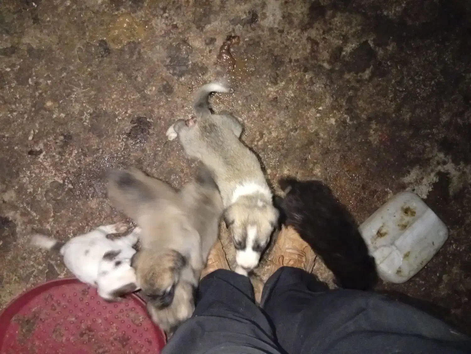 واگذاری توله سرابی|سگ|خرمدره, |دیوار