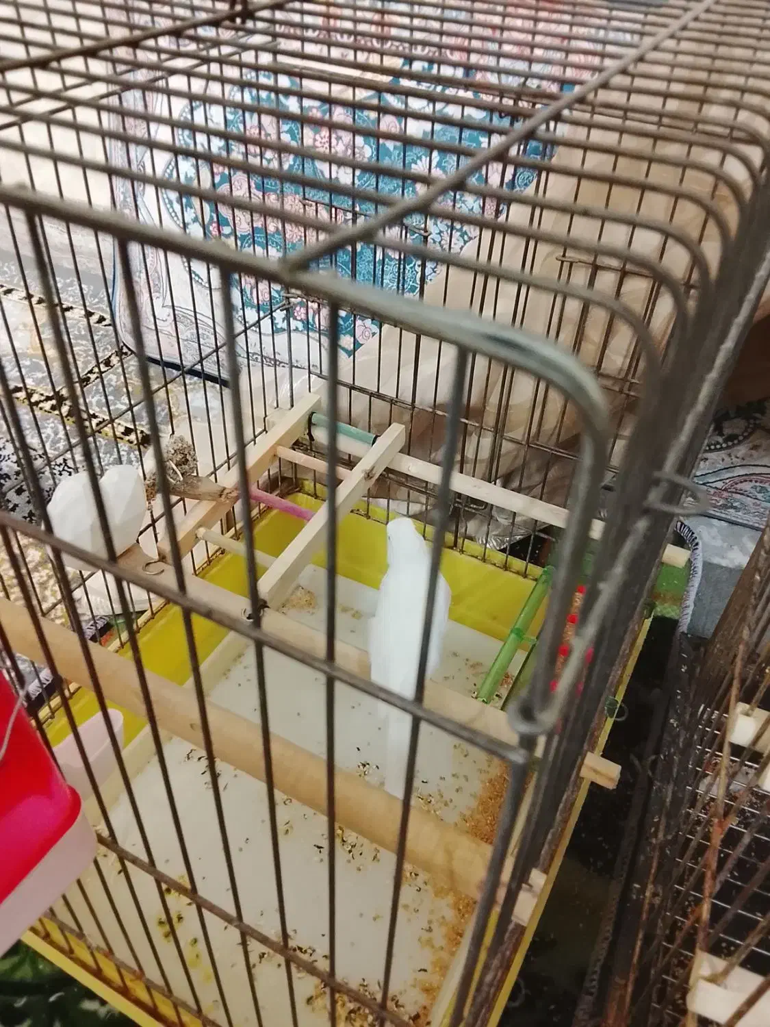 قناری|پرنده|ساوه, |دیوار