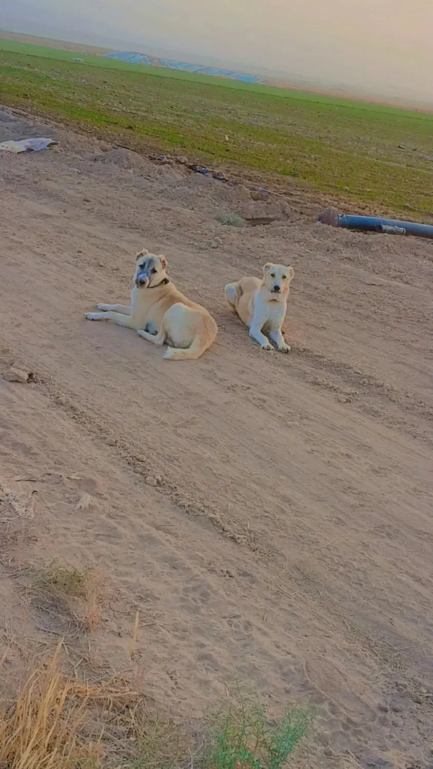 توله سگ فروشی|سگ|آبکوه, |دیوار