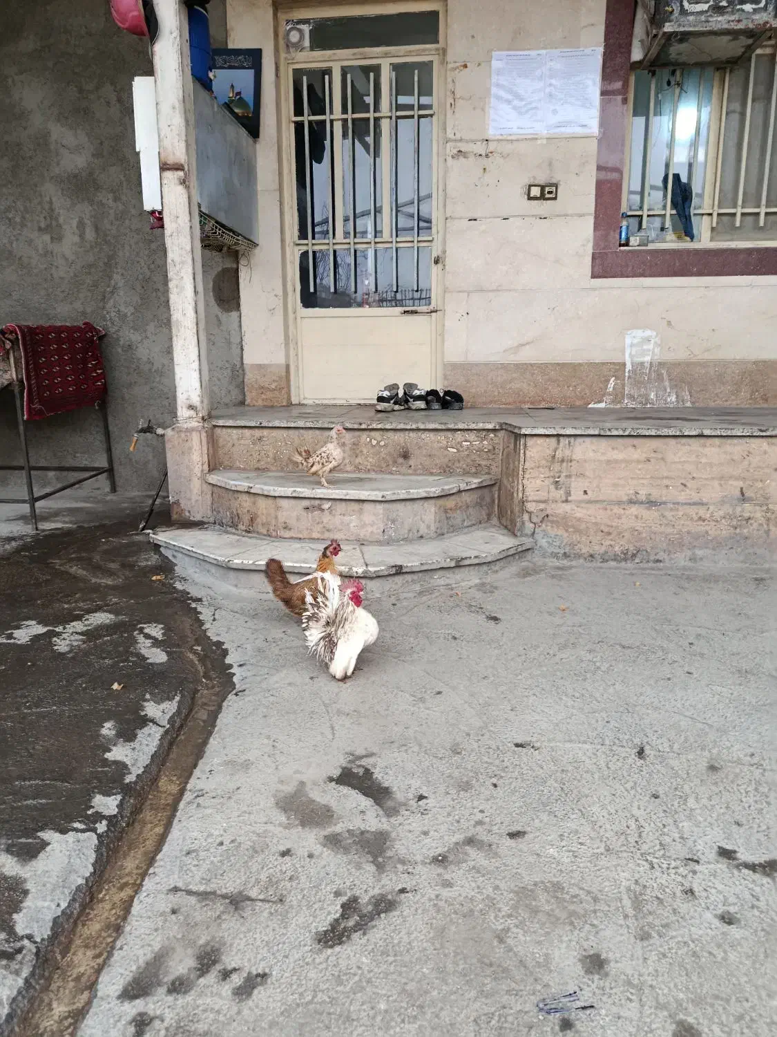 مرغ وخروس جاپنیز همراه  5 تا جوجه سر نشده|حیوانات مزرعه|ملایر, |دیوار