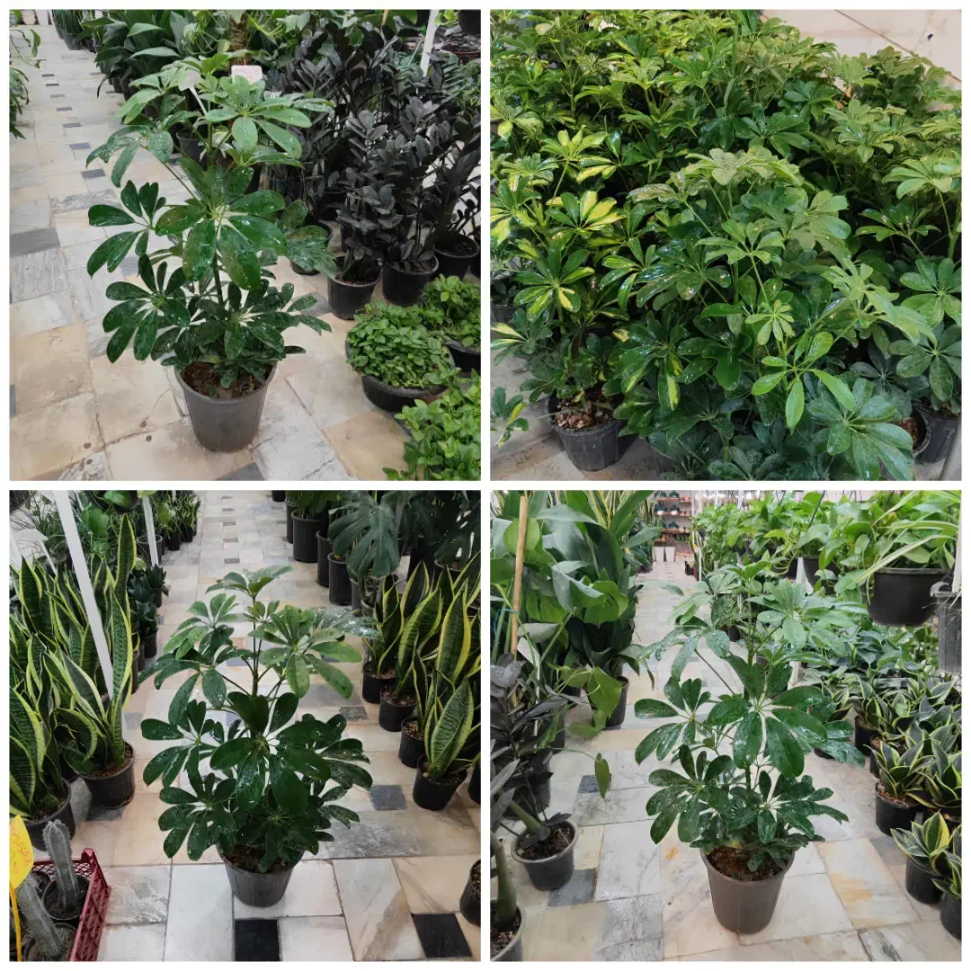 شفلرا آمستل برگ عبایی زاموفیلیا فیکوس استند پتوس|گل و گیاه طبیعی|قم, ولیعصر|دیوار