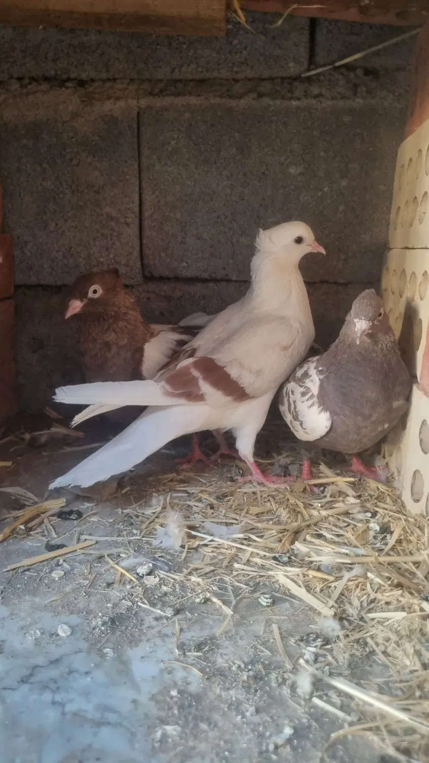 کبوتر|پرنده|قلعه گنج, |دیوار