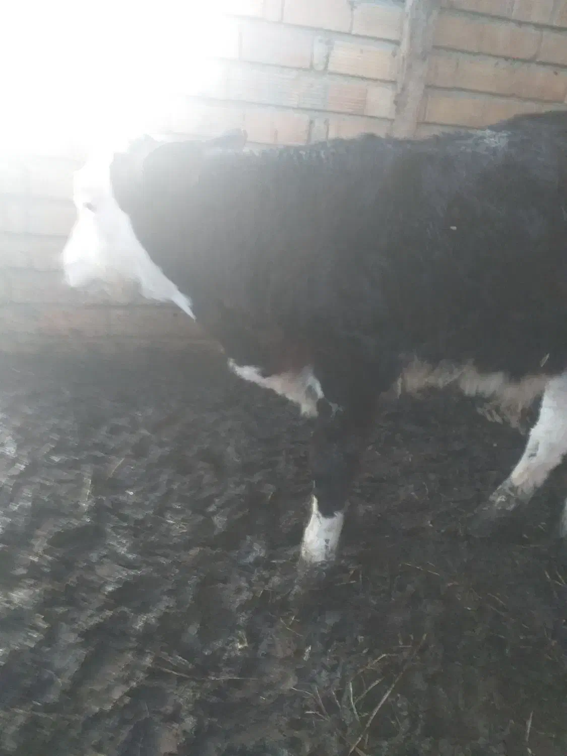 گوساله نر سیمینتال شیر خوار وهم خوراک خور ۳ماهه|حیوانات مزرعه|بندر ترکمن, |دیوار