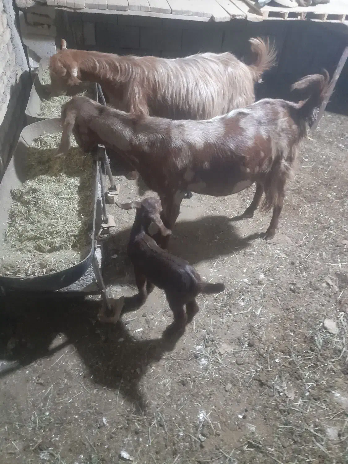 گم شدن دوراس بز|حیوانات مزرعه|رامهرمز, |دیوار