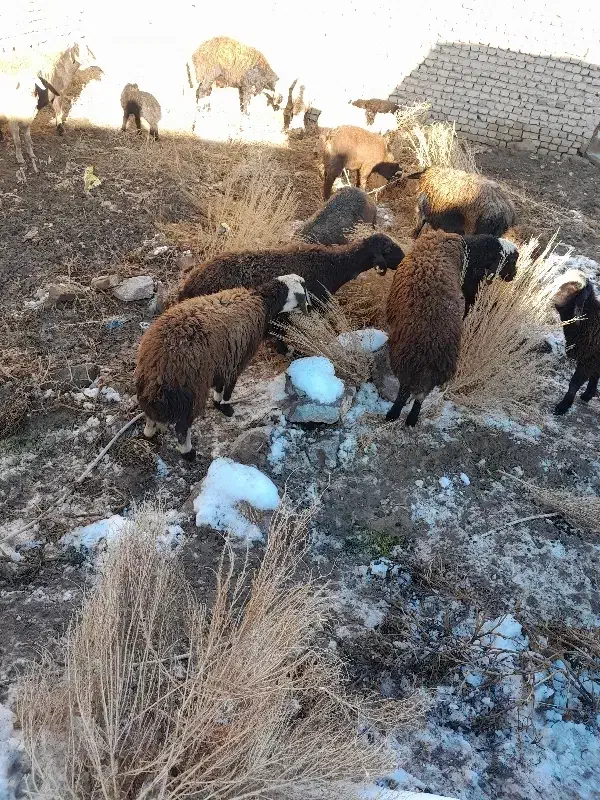 میش بره|حیوانات مزرعه|زاوه, |دیوار