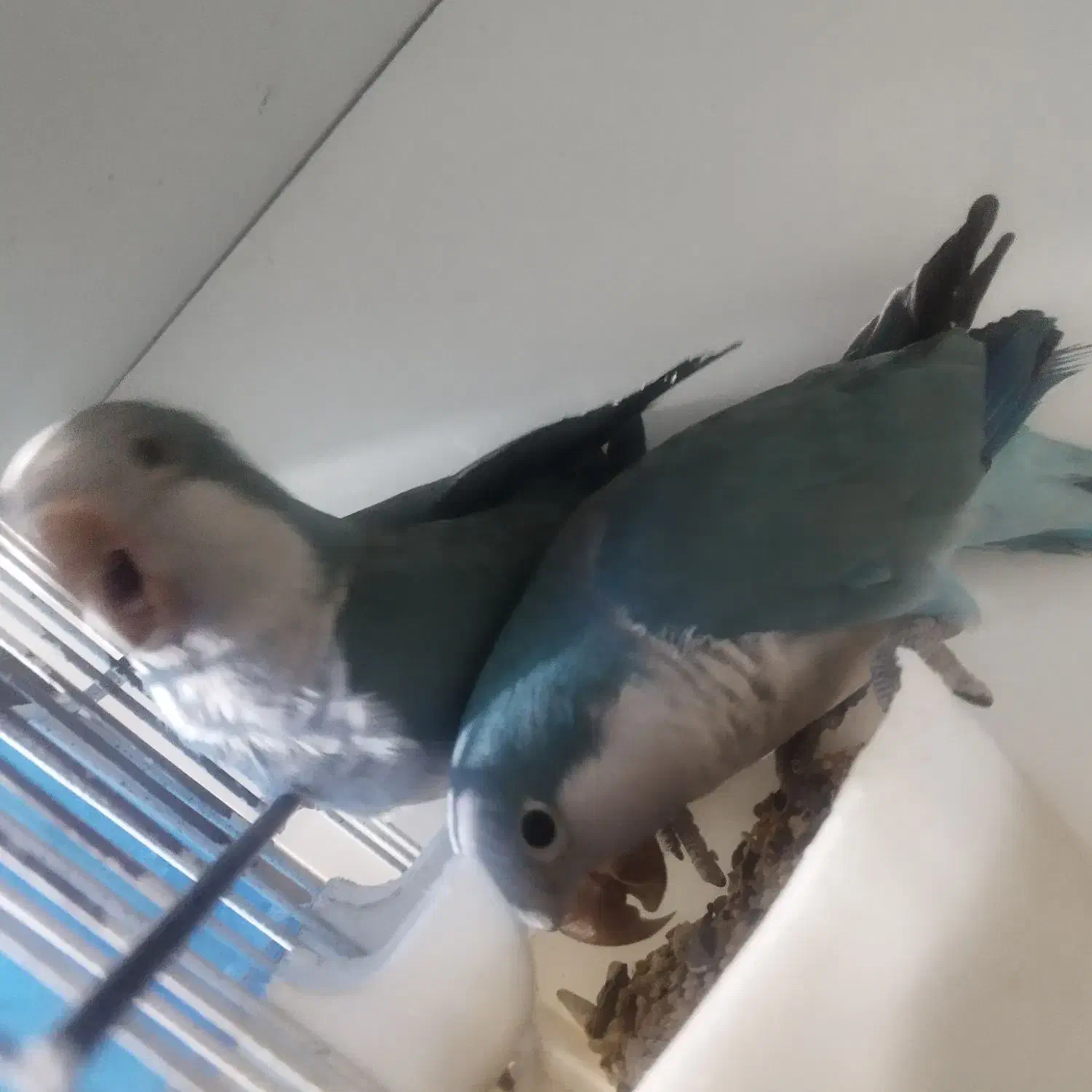 جفت راهب کلام دار|پرنده|قائمشهر, |دیوار