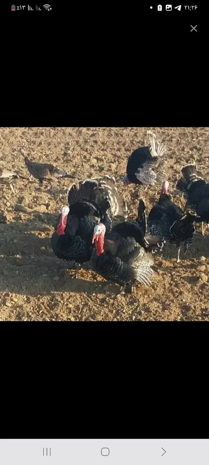 بوقلمون برنز ارگانیک|حیوانات مزرعه|مهریز, |دیوار