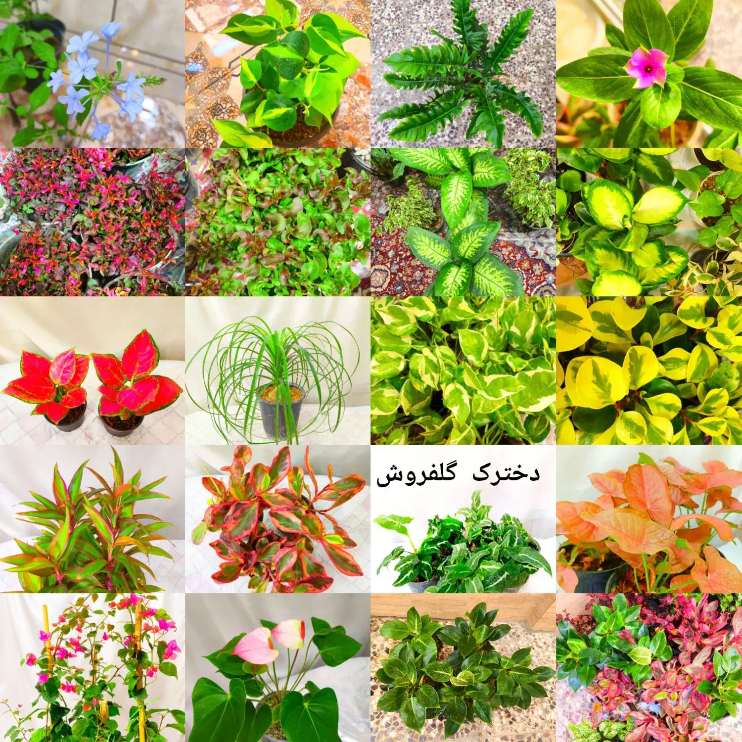 گلفروشی دخترک امروز کلی قلمه رایگان هدیه میده|گل و گیاه طبیعی|نجف‌آباد, جعفرآباد|دیوار