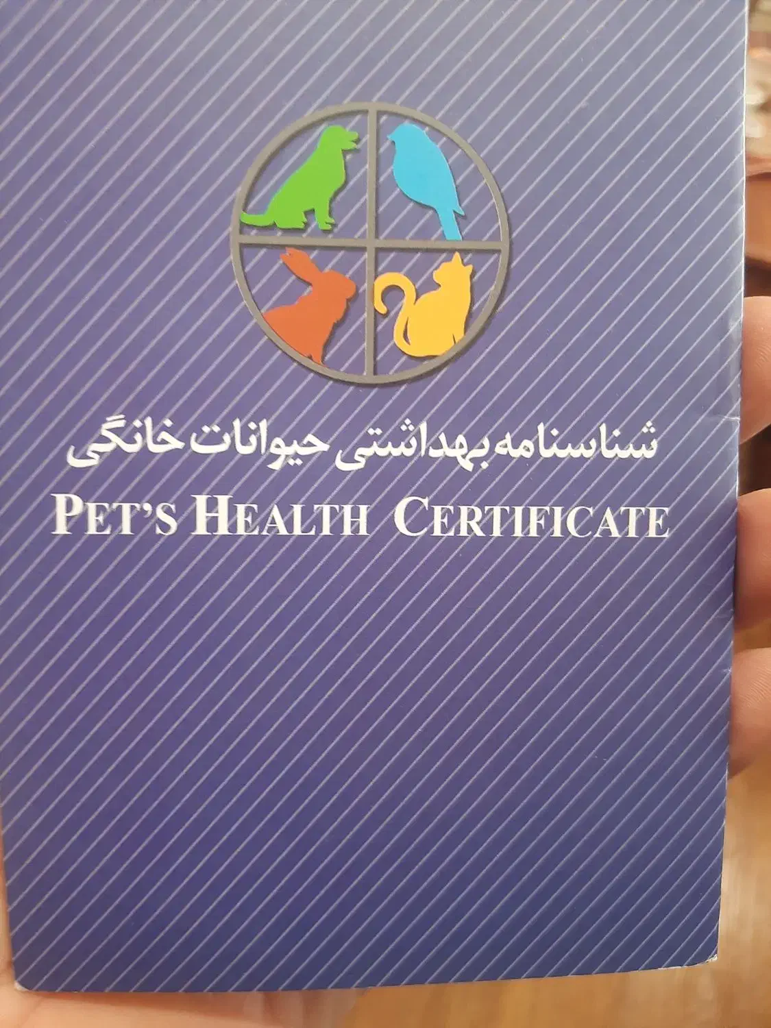 سگ شیتزو|سگ|دماوند, گیلاوند|دیوار