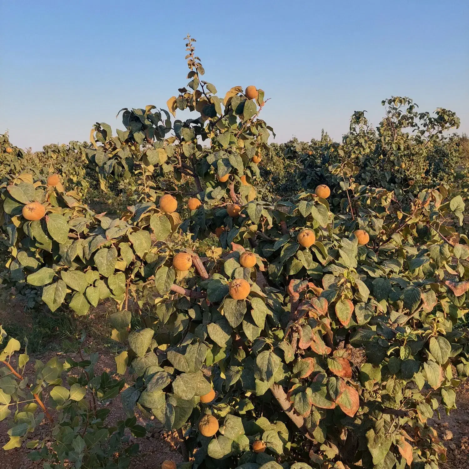 باغ|فروش دفتر صنعتی، کشاورزی، تجاری|شاهین‌شهر, گرگاب|دیوار