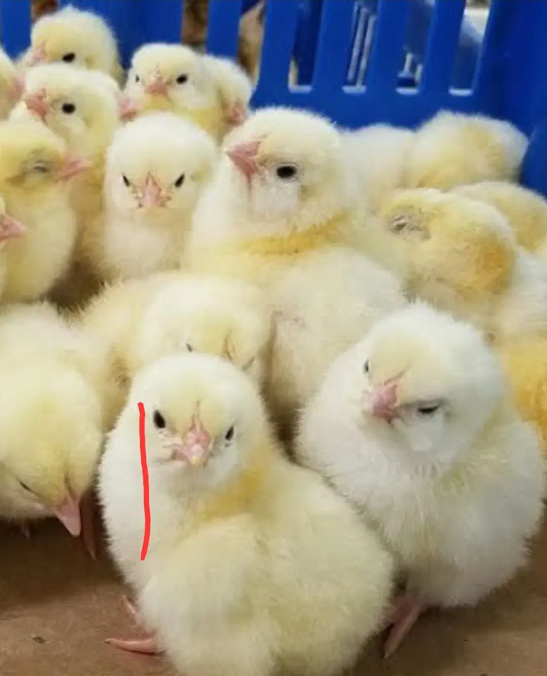 جوجه گلپایگانی 2 روزه|حیوانات مزرعه|صحنه, |دیوار