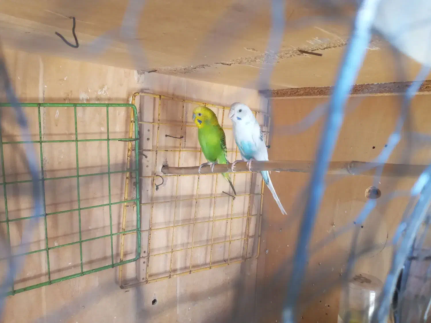 مرغ عشق|پرنده|آبدانان, |دیوار