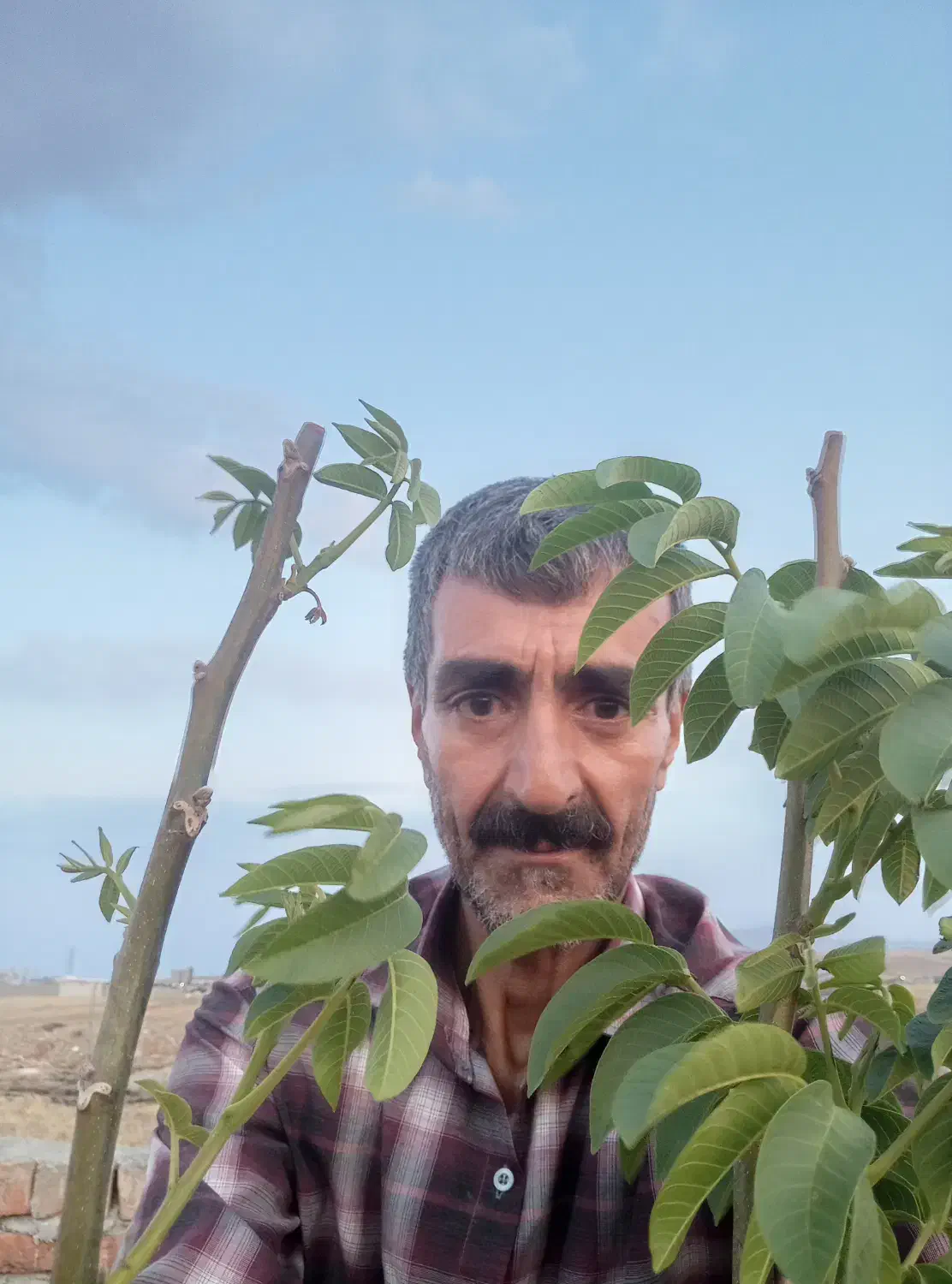 خدمات باغبانی ودرختکاری|خدمات باغبانی و درختکاری|قزوین, |دیوار