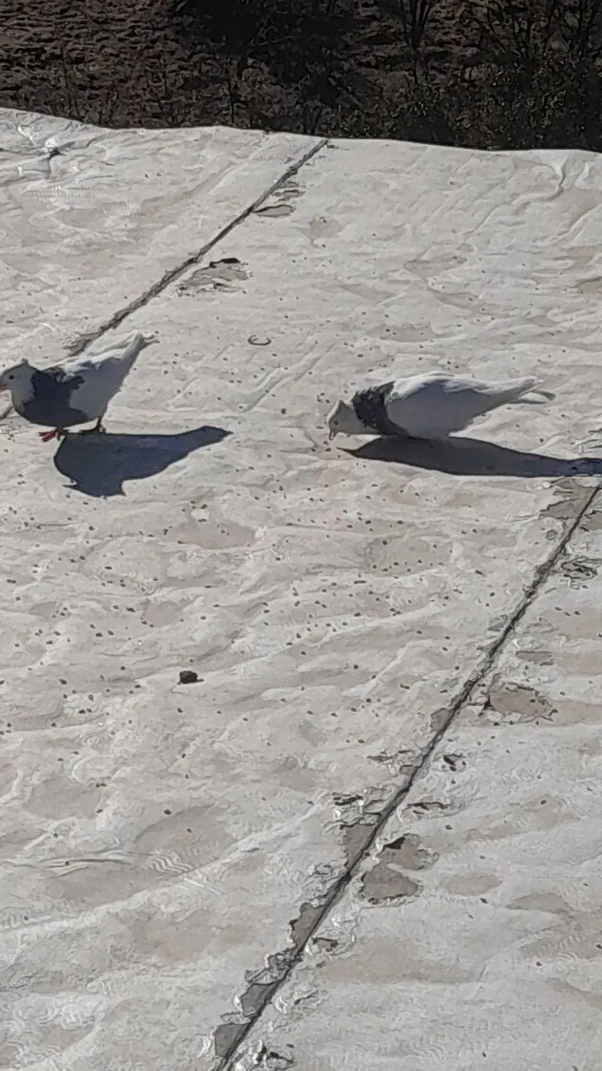 کبوتر|پرنده|بازفت, |دیوار