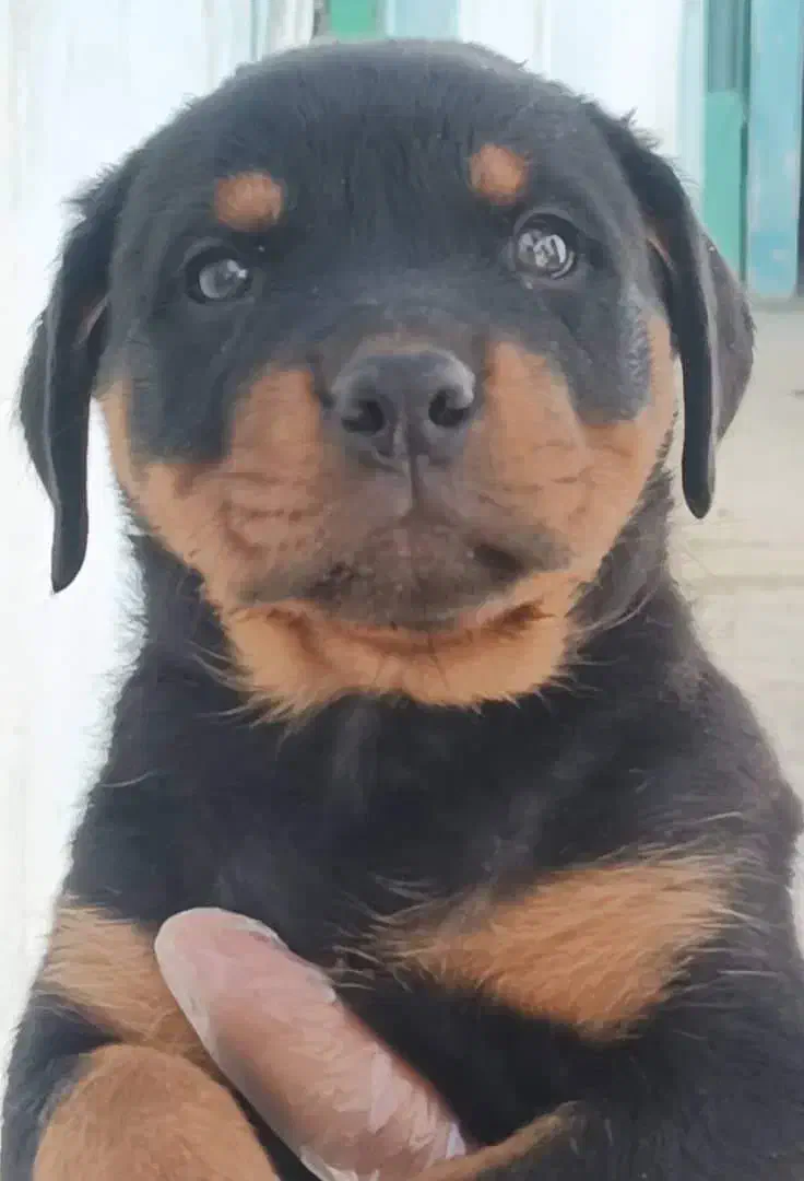 توله سگ روتوایلر سایز بزرگ|سگ|تهران, ایوانک|دیوار