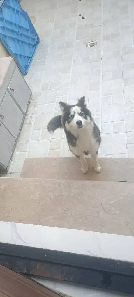 سگ هاسکی ماده مالاموت هفت ماهه سالم با شناسنامه|سگ|رشت, عینک|دیوار