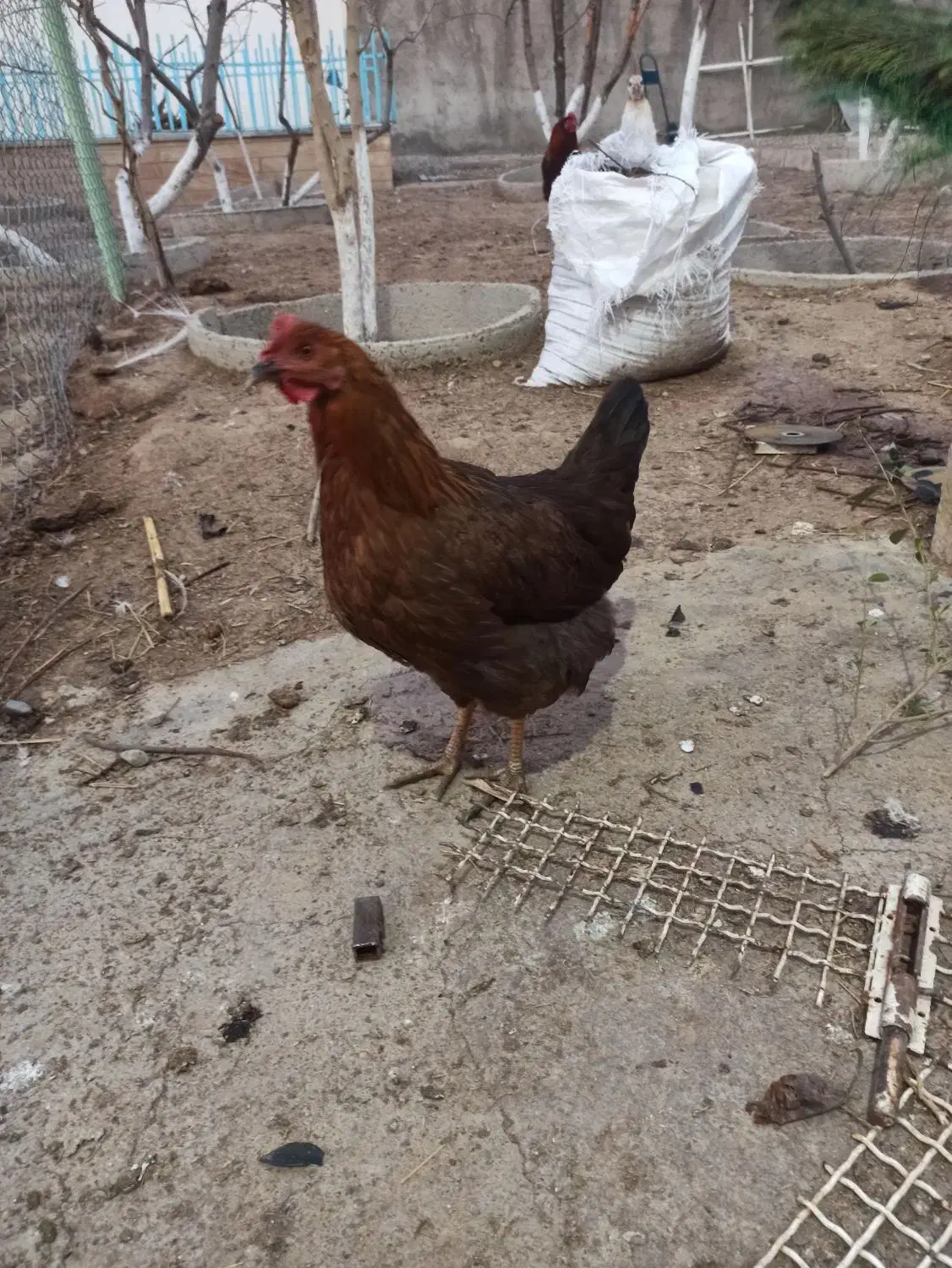 مرغ و خروس|حیوانات مزرعه|هشتگرد, تهران دشت|دیوار