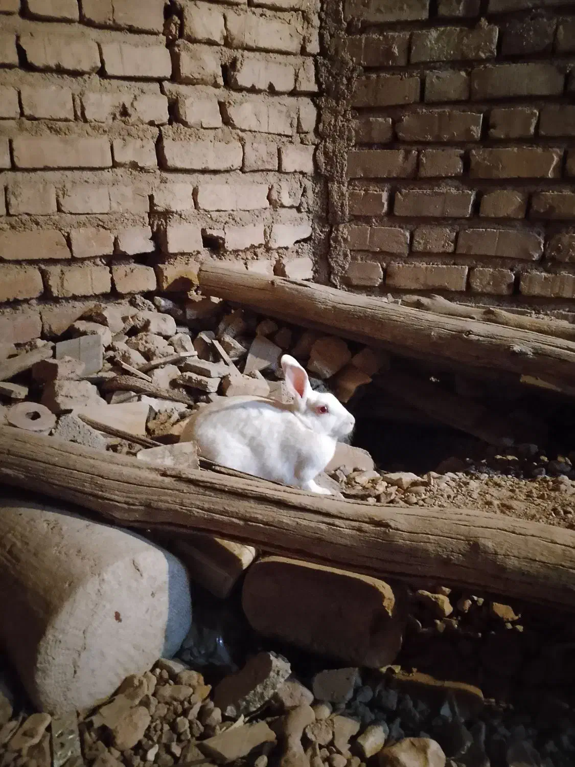 خرگوش جوان دو تا ماده|موش و خرگوش|شیراز, گویم|دیوار