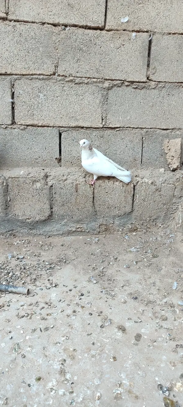 سفید|پرنده|میاندوآب, |دیوار